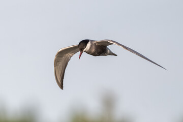 Common Tern Flying