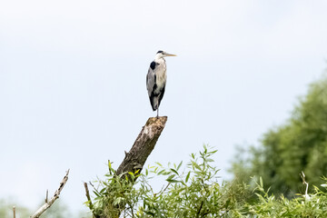 Grey Heron On A Tree
