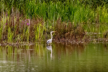 Grey Heron In Forest Pond
