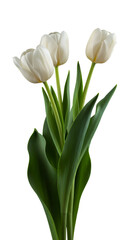 Realistic White Tulips with Green Leaves on Black Background