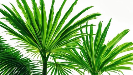 Fototapeta premium Lush green palm leaves with a white background.