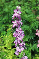 Closeup of a purple Giant Larkspur plant, Sussex England
