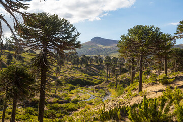 Araucaria