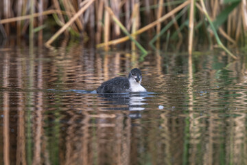 Eurasian Coot Chick Developing In The Pond