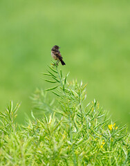 Female European Stonechat Singing While Sitting On A Branch In The Field