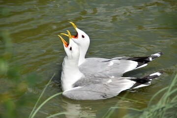 Two common gulls are swimming together in a pond in sunny summer day. They are crying at the moment of the photograph.