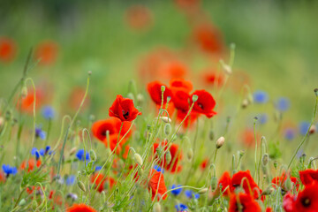 Beautiful Poppies And Cornflowers In The Field