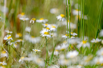 Daisies In The Field
