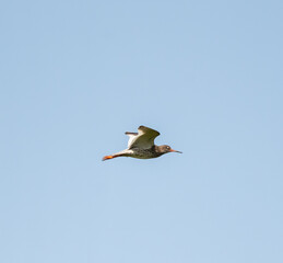 Common Redshank Flying