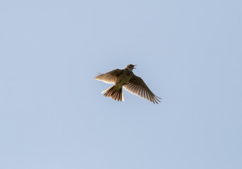 Common Redshank Flying