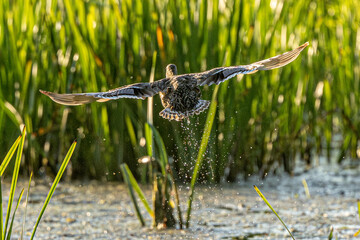Female Mallard Begins Flight