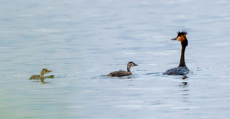 Crested Grebe And Her Chicks In The Lake