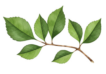 Naklejka premium Watercolor Illustration Green Leaves on Branch