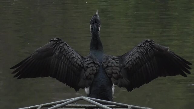 Great Cormorant (Phalacrocorax carbo) Drying Its Wings By a Lake