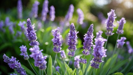 Obraz premium Lavender flowers in a garden with green background and sunlight.