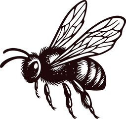 Obraz premium Detailed hand drawn bee illustration with wings and stripes in vintage engraved