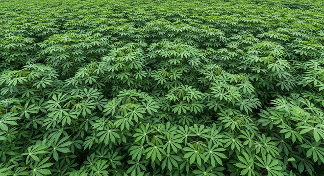 Vast green field of tapioca plants under a clear sky, tropical agriculture