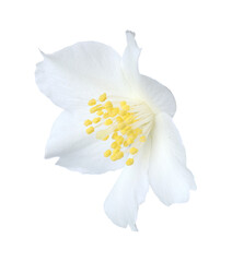 One beautiful jasmine bud isolated on white