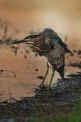 A small heron standing motionless in a swampy area, waiting to catch prey. Captured in natural light with soft background blur.
