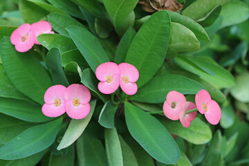 Bunches of Vibrant Pink Crown of Thorns Flowers Blooming on the Shrub