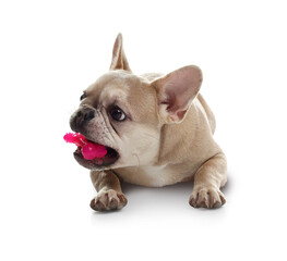 Adorable French bulldog dog with pet toy on white background