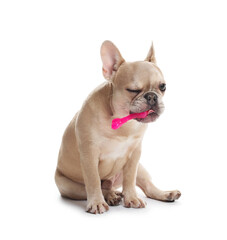 Adorable French bulldog dog with pet toy on white background