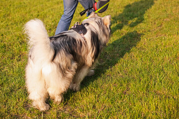 Man walking with his cute Alaskan malamute dog on green grass outdoors, closeup