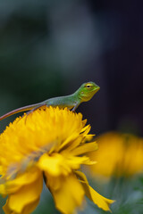 lizard on a flower