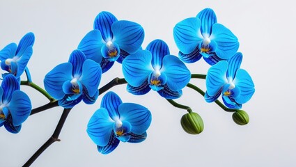 Blue orchid flowers with buds on a black stem.