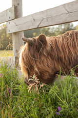 Walking highland cattle on sunset, scottish cow