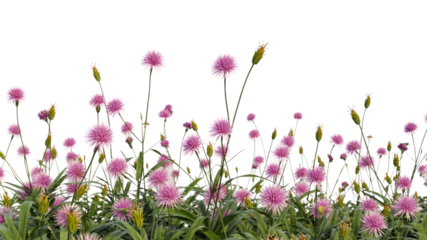 Pink Globe Thistle Flower Meadow Border - Isolated on Black