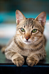 This is a Charming Tabby Cat that has Striking Green Eyes, making it truly captivating