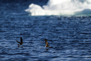 View of two brown birds soaring above the dark, rippling ocean waters, contrasting against a distant, ethereal iceberg, Seymour Island, Antarctica.