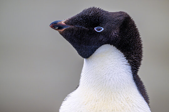 View of an Ad&Atilde;&copy;lie penguin with striking black and white plumage and a determined gaze against the pale backdrop, Seymour Island, Antarctica.