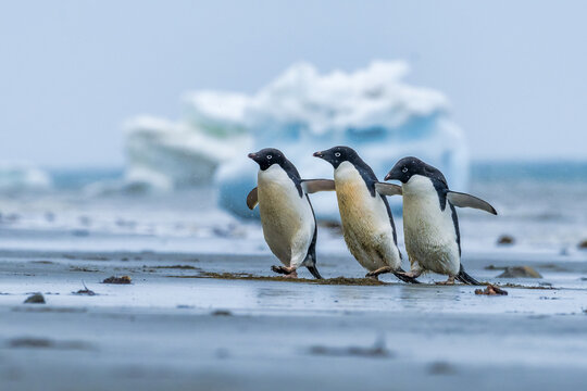 View of three Adelie penguins strutting across the wet, sandy beach with glacial icebergs looming in the distance, Seymour Island, Antarctica.