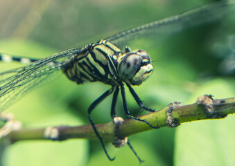 Dragonfly Close-Up – Stunning Macro Shot with Intricate Wing and Eye Detail