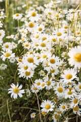 Fototapeta premium daisy flowers among green grass on a summer day in a field of daisies