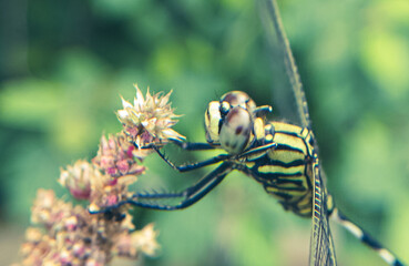 Dragonfly Close-Up – Stunning Macro Shot with Intricate Wing and Eye Detail