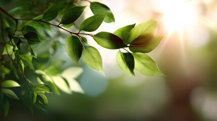 Obraz premium Close-up of vibrant green leaves glistening in sunlight, symbolizing freshness and nature's beauty.