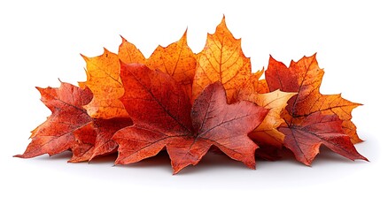 Fototapeta premium Pile of red and orange autumn maple leaves on white background fall