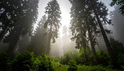 Misty forest canopy view from below