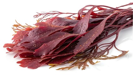 Red Seaweed Cluster on White Background dulse red algae