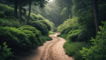 Naklejka premium A dirt path winding through lush green forested scenery.