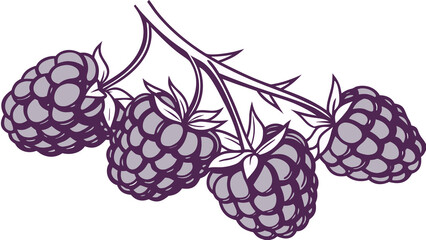 Digital blackberries cluster with deep purple shading and light reflections, blank background.

