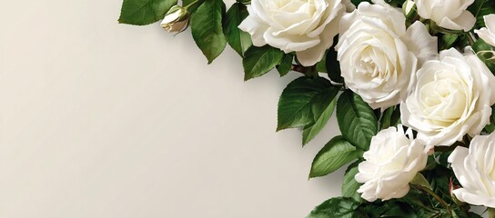 Delicate white roses bouquet on white backdrop