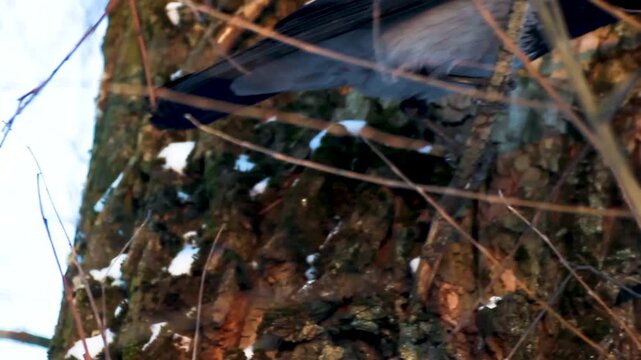 Crow on a tree branch Bird in the park croaking