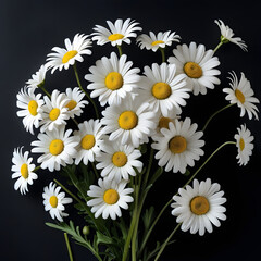 Bouquet of white daisies on black background with yellow centers and green stems