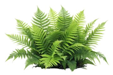 Lush green fern fronds bush isolated on transparent background