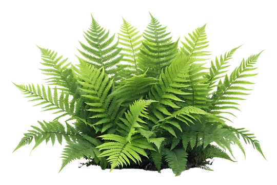Lush green fern fronds bush isolated on transparent background