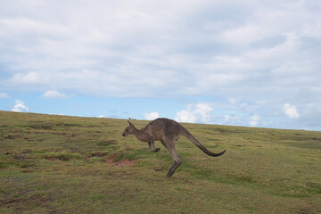 australian kangaroo jumping in the australian outback